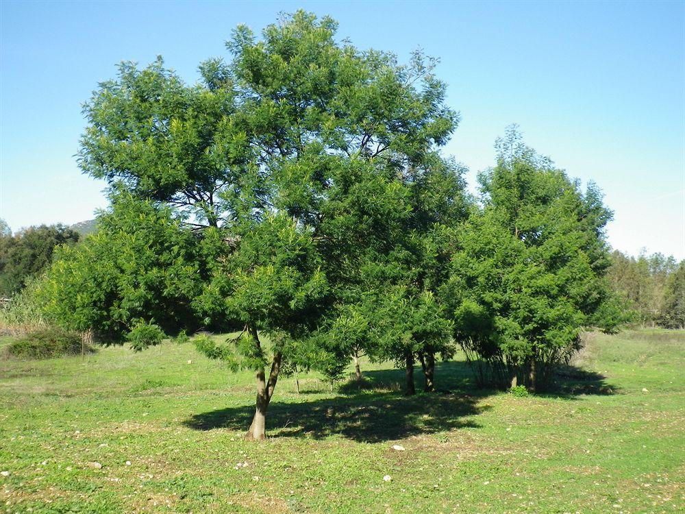 Agriturismo Sa Murta In Sennariolo-Oristano Exterior foto